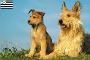 Lire la suite à propos de l’article Berger de Picardie éleveurs et chiots en Bretagne