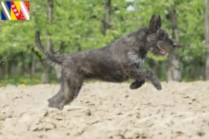 Lire la suite à propos de l’article Berger de Picardie Éleveurs et chiots en Grand Est