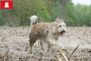 Lire la suite à propos de l’article Berger de Picardie éleveurs et chiots à Hambourg