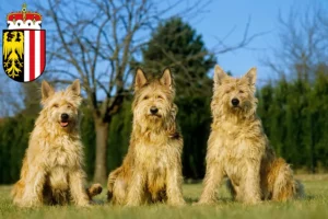 Lire la suite à propos de l’article Berger de Picardie éleveurs et chiots en Haute-Autriche