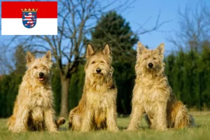 Lire la suite à propos de l’article Berger de Picardie Éleveurs et chiots en Hesse