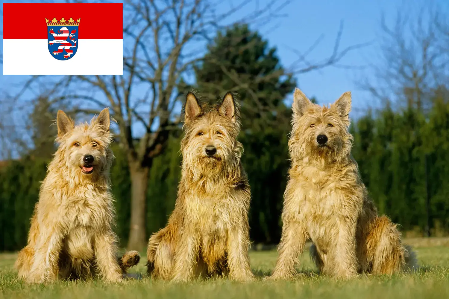 Berger de Picardie Chiots et éleveurs Hesse Ici tu trouves des éleveurs de Berger de Picardies en Hesse.