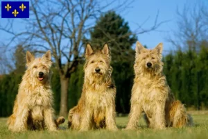 Lire la suite à propos de l’article Berger de Picardie Éleveurs et chiots en Île-de-France