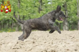 Lire la suite à propos de l’article Berger de Picardie éleveurs et chiots en Carinthie