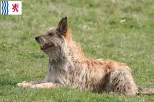 Lire la suite à propos de l’article Berger de Picardie éleveurs et chiots en Nouvelle-Aquitaine