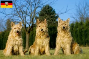 Lire la suite à propos de l’article Berger de Picardie éleveurs et chiots en Sarre