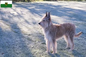 Lire la suite à propos de l’article Berger de Picardie éleveurs et chiots en Saxe