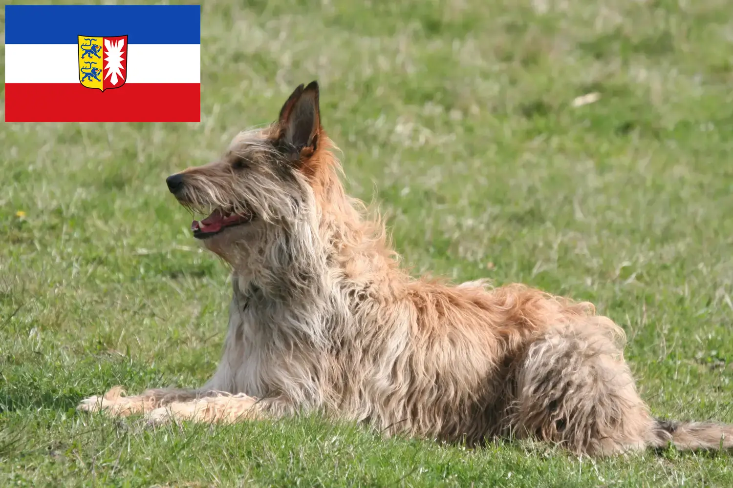 Berger de Picardie Chiots et éleveurs Schleswig-Holstein Ici, tu trouveras des éleveurs de Berger de Picardies dans le Schleswig-Holstein.