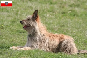 Lire la suite à propos de l’article Berger de Picardie éleveurs et chiots en Thuringe