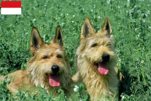 Lire la suite à propos de l’article Berger de Picardie éleveurs et chiots à Vienne