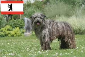 Lire la suite à propos de l’article Berger des Pyrénées éleveurs et chiots à Berlin