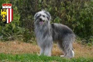 Lire la suite à propos de l’article Berger des Pyrénées éleveurs et chiots en Haute-Autriche
