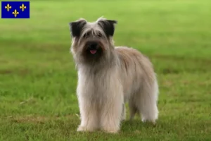 Lire la suite à propos de l’article Berger des Pyrénées éleveurs et chiots en Île-de-France