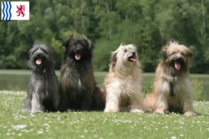 Lire la suite à propos de l’article Berger des Pyrénées éleveurs et chiots en Nouvelle-Aquitaine