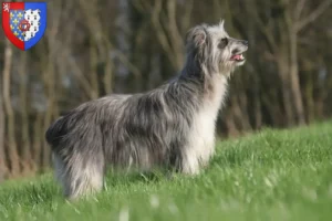 Lire la suite à propos de l’article Berger des Pyrénées Éleveurs et chiots en Pays de la Loire