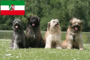 Lire la suite à propos de l’article Berger des Pyrénées Éleveurs et chiots en Rhénanie-du-Nord-Westphalie