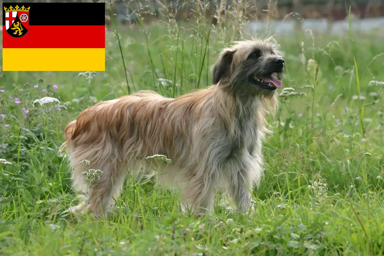 Berger des Pyrénées Chiots et éleveurs Rhénanie-Palatinat Ici, tu trouveras des éleveurs de Bergers des Pyrénées en Rhénanie-Palatinat.