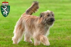 Lire la suite à propos de l’article Berger des Pyrénées éleveurs et chiots en Styrie