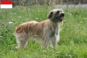 Lire la suite à propos de l’article Berger des Pyrénées éleveurs et chiots à Vienne