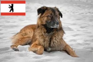 Lire la suite à propos de l’article Berger du Caucase éleveurs et chiots à Berlin