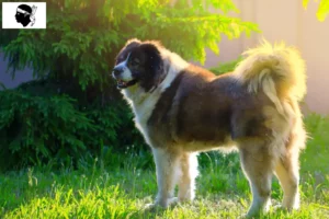 Lire la suite à propos de l’article Éleveurs de bergers caucasiens et chiots en Corse