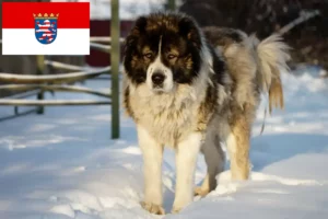 Lire la suite à propos de l’article Berger du Caucase éleveurs et chiots en Hesse
