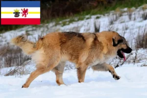 Lire la suite à propos de l’article Berger du Caucase éleveurs et chiots dans le Mecklembourg-Poméranie occidentale