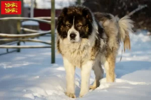 Lire la suite à propos de l’article Éleveurs de bergers caucasiens et chiots en Normandie