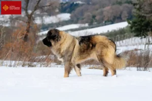 Lire la suite à propos de l’article Éleveurs de bergers du Caucase et chiots en Occitanie