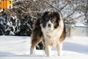 Lire la suite à propos de l’article Éleveurs de bergers du Caucase et chiots en Provence-Alpes-Côte d’Azur