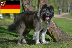 Lire la suite à propos de l’article Berger du Caucase éleveurs et chiots en Rhénanie-Palatinat