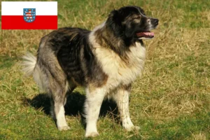 Lire la suite à propos de l’article Berger du Caucase éleveurs et chiots en Thuringe