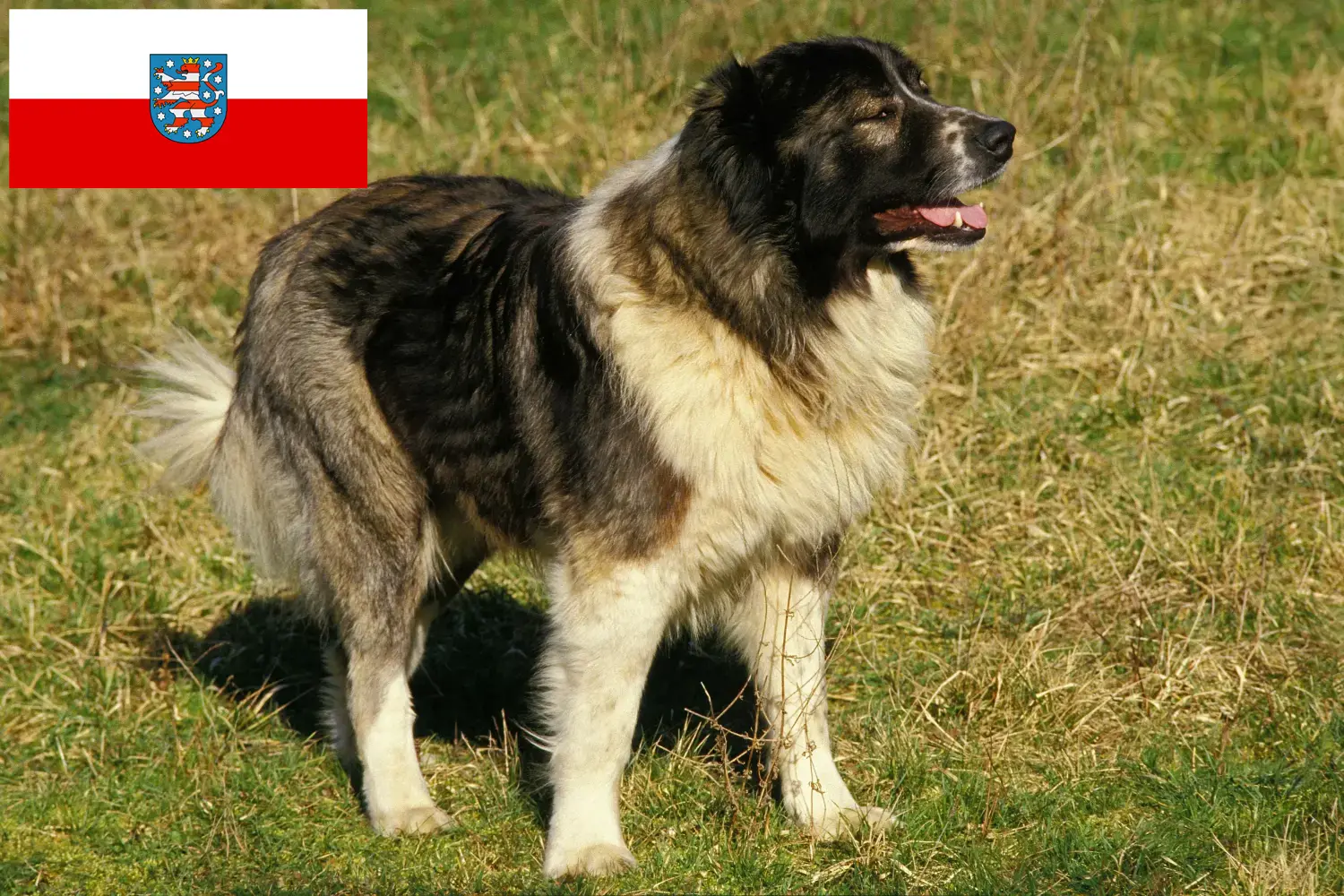 Berger du Caucase chiots et éleveurs Thuringe Ici, tu trouveras des éleveurs de chiens de berger du Caucase en Thuringe.