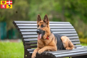 Lire la suite à propos de l’article Éleveurs de chiens de berger et chiots en Auvergne-Rhône-Alpes