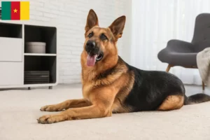 Lire la suite à propos de l’article Éleveurs de chiens de berger et chiots au Cameroun