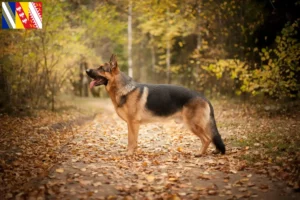 Lire la suite à propos de l’article Éleveurs de chiens de berger et chiots en Grand Est