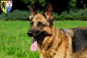 Lire la suite à propos de l’article Éleveurs de bergers allemands et chiots en Hauts-de-France