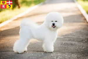 Lire la suite à propos de l’article Éleveurs de Bichon Frisé et chiots en Auvergne-Rhône-Alpes