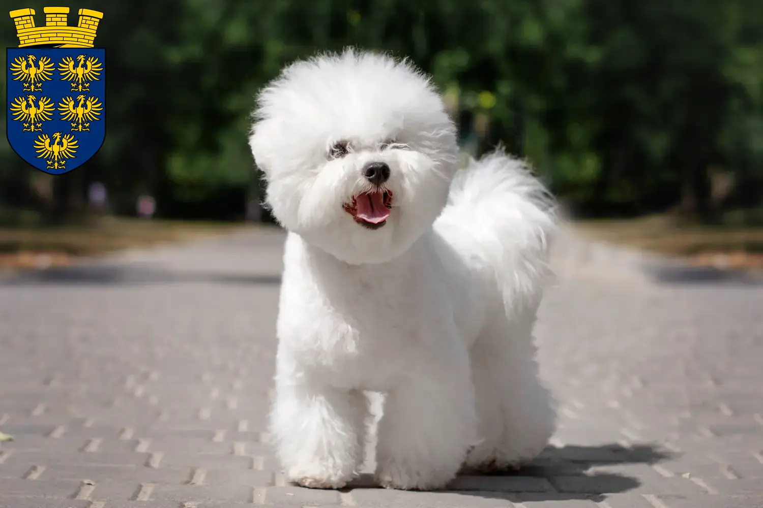 Bichon Frisé chiots et éleveurs Basse-Autriche Ici, tu trouveras des éleveurs de Bichon Frisé en Basse-Autriche.