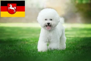 Lire la suite à propos de l’article Éleveurs de Bichon Frisé et chiots en Basse-Saxe