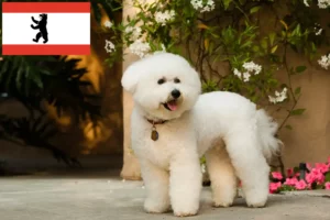 Lire la suite à propos de l’article Éleveurs de Bichon Frisé et chiots à Berlin