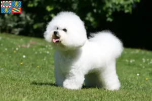 Lire la suite à propos de l’article Éleveurs de Bichon Frisé et chiots en Bourgogne-Franche-Comté