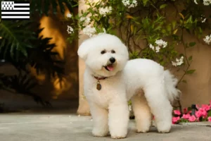 Lire la suite à propos de l’article Éleveurs de Bichon Frisé et chiots en Bretagne