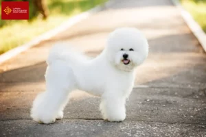 Lire la suite à propos de l’article Éleveurs de Bichon Frisé et chiots en Occitanie