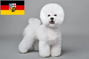 Lire la suite à propos de l’article Éleveurs de Bichon Frisé et chiots en Sarre