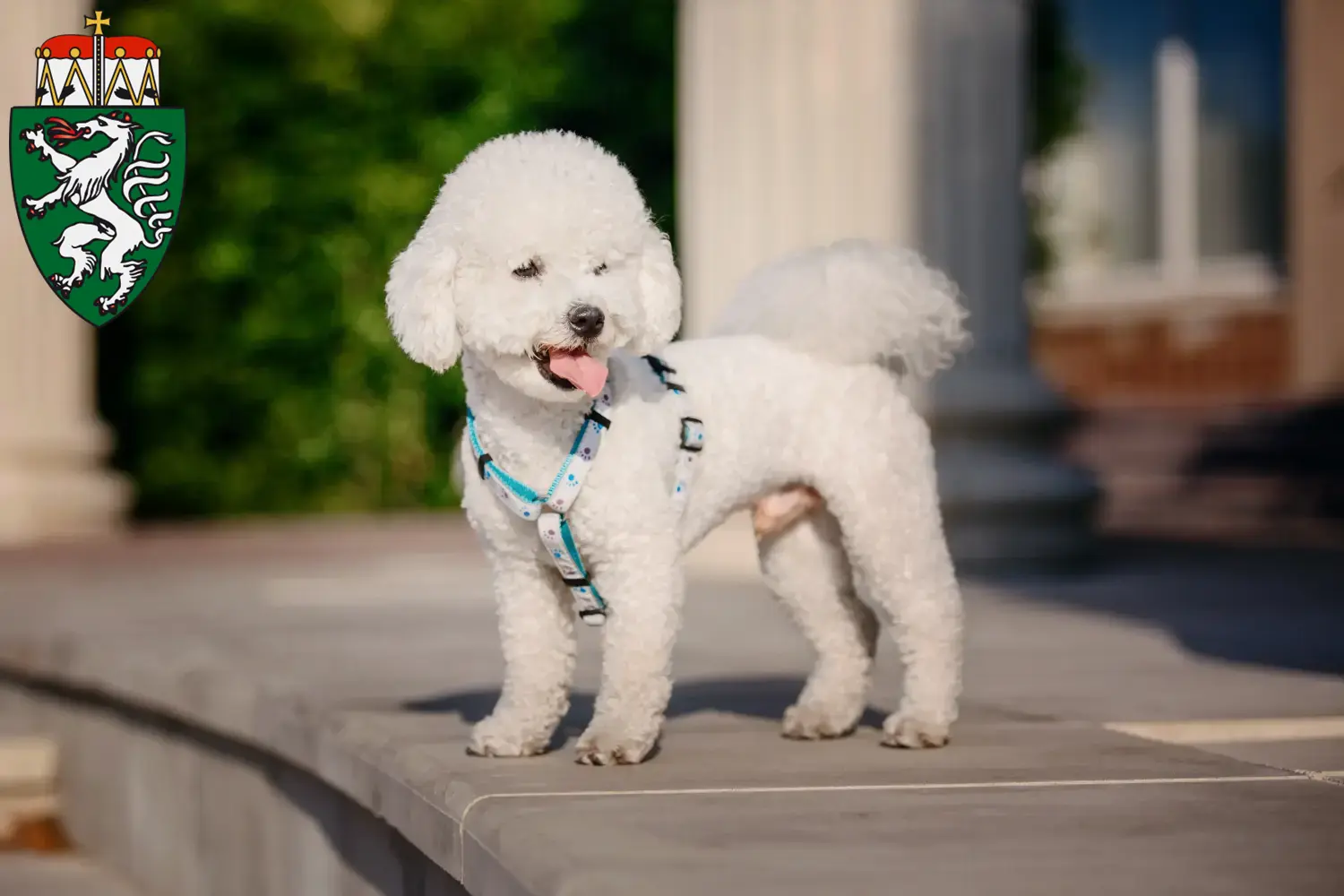 Bichon Frisé chiots et éleveurs Steiermark Ici, tu trouveras des éleveurs de Bichon Frisé en Styrie.