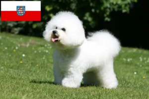 Lire la suite à propos de l’article Éleveurs de Bichon Frisé et chiots en Thuringe