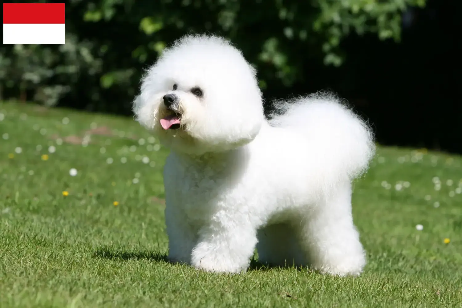 Bichon Frisé chiots et éleveurs Vienne Ici, tu trouveras des éleveurs de Bichon Frisé à Vienne.