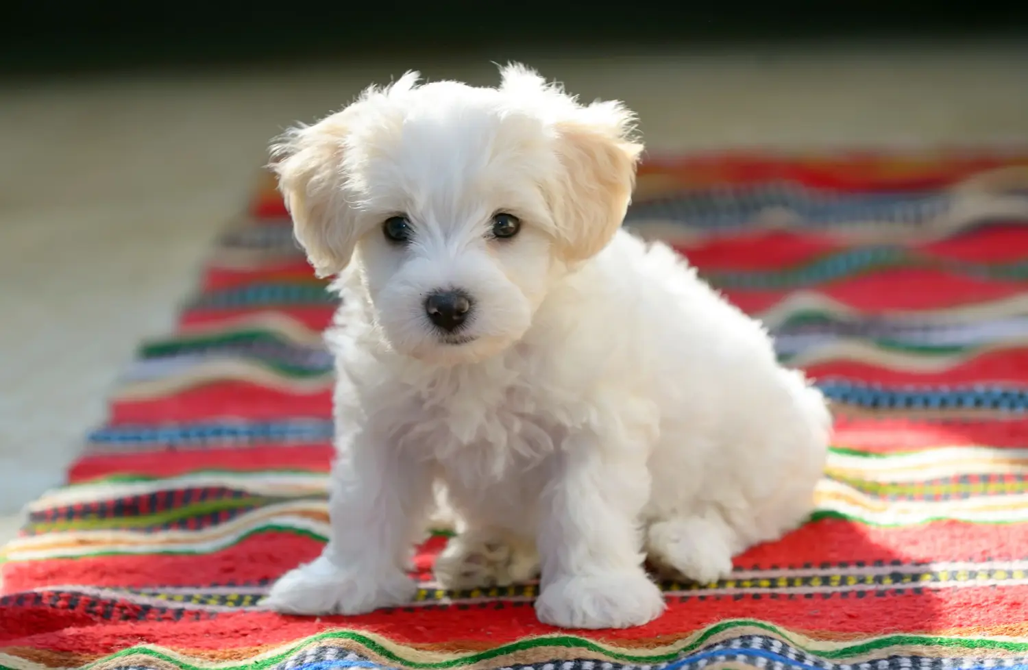 Acheter un chiot bichon maltais, c'est prendre ses responsabilités ! Acheter des chiots bichons maltais.
