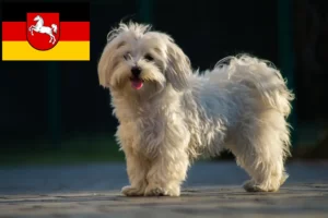 Lire la suite à propos de l’article Éleveurs de bichons maltais et chiots en Basse-Saxe